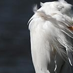_MG_9058 Grande aigrette